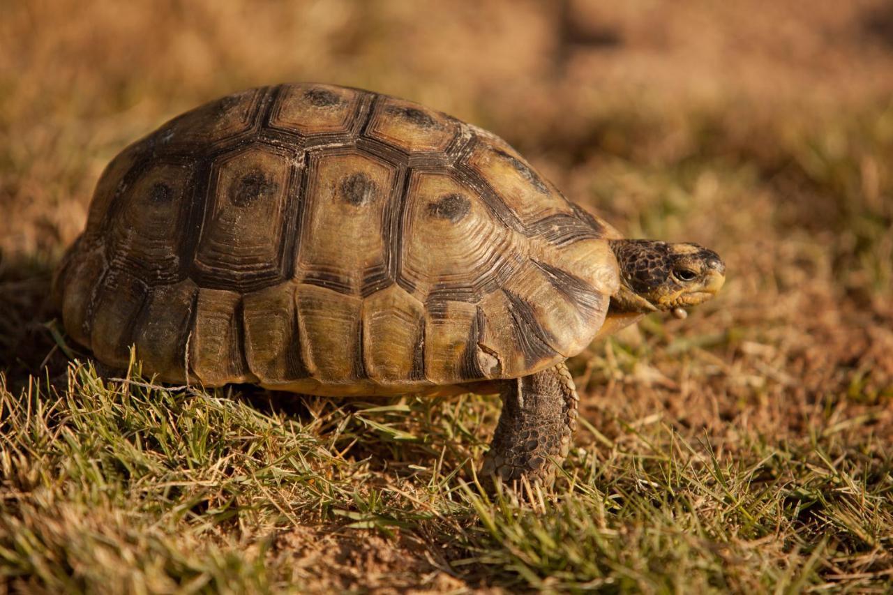 Tortoise Trail Lodge 兰格班 外观 照片