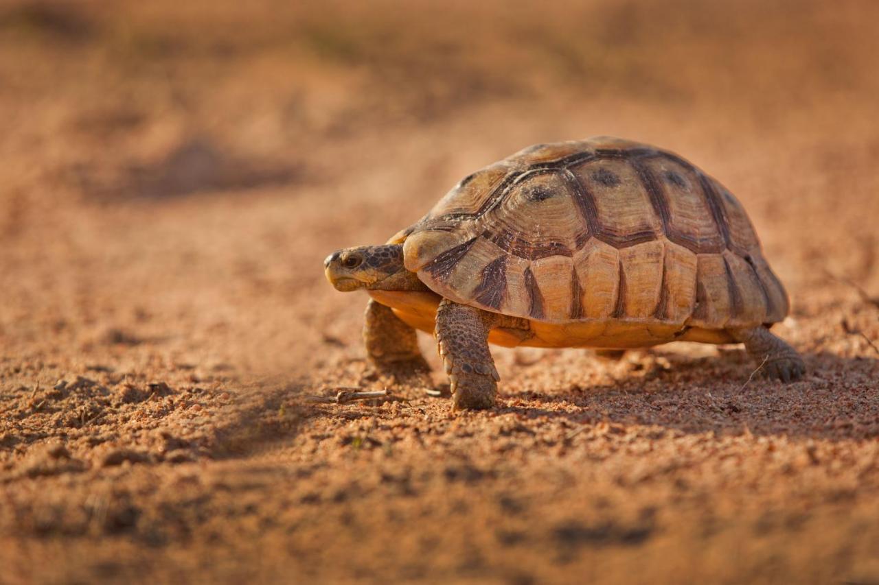 Tortoise Trail Lodge 兰格班 外观 照片