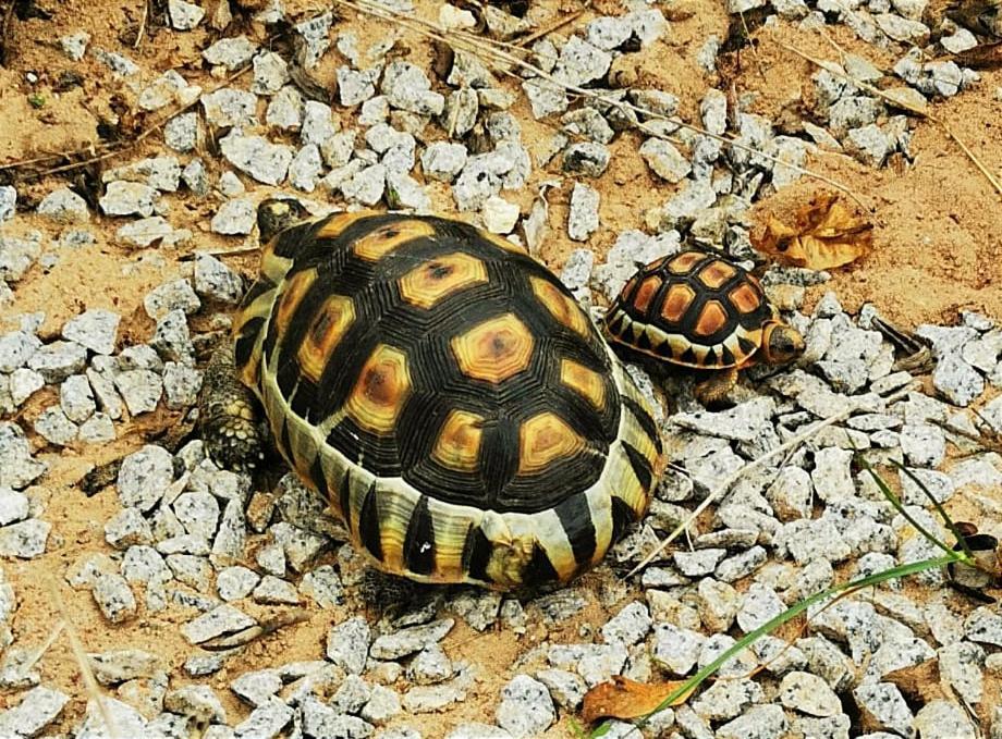 Tortoise Trail Lodge 兰格班 外观 照片